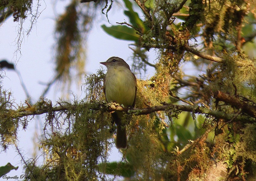 Southern Mouse-colored Tyrannulet - ML220050471