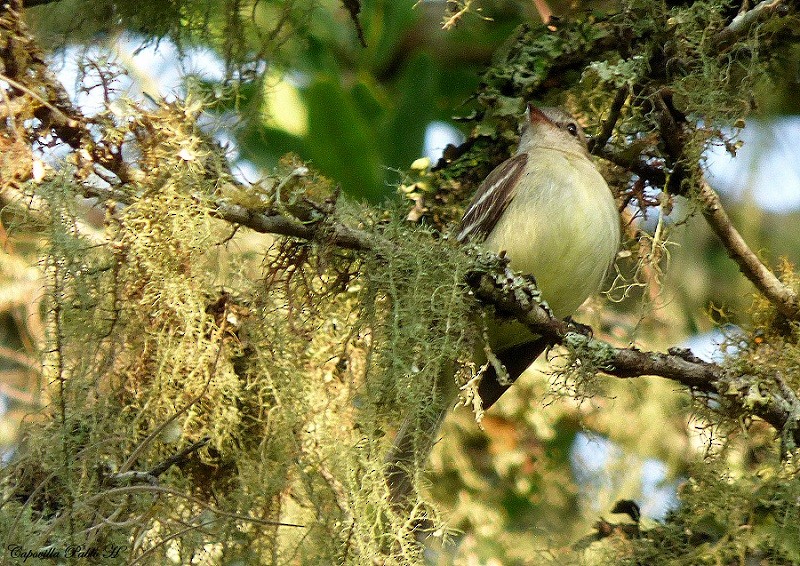 Southern Mouse-colored Tyrannulet - ML220050481