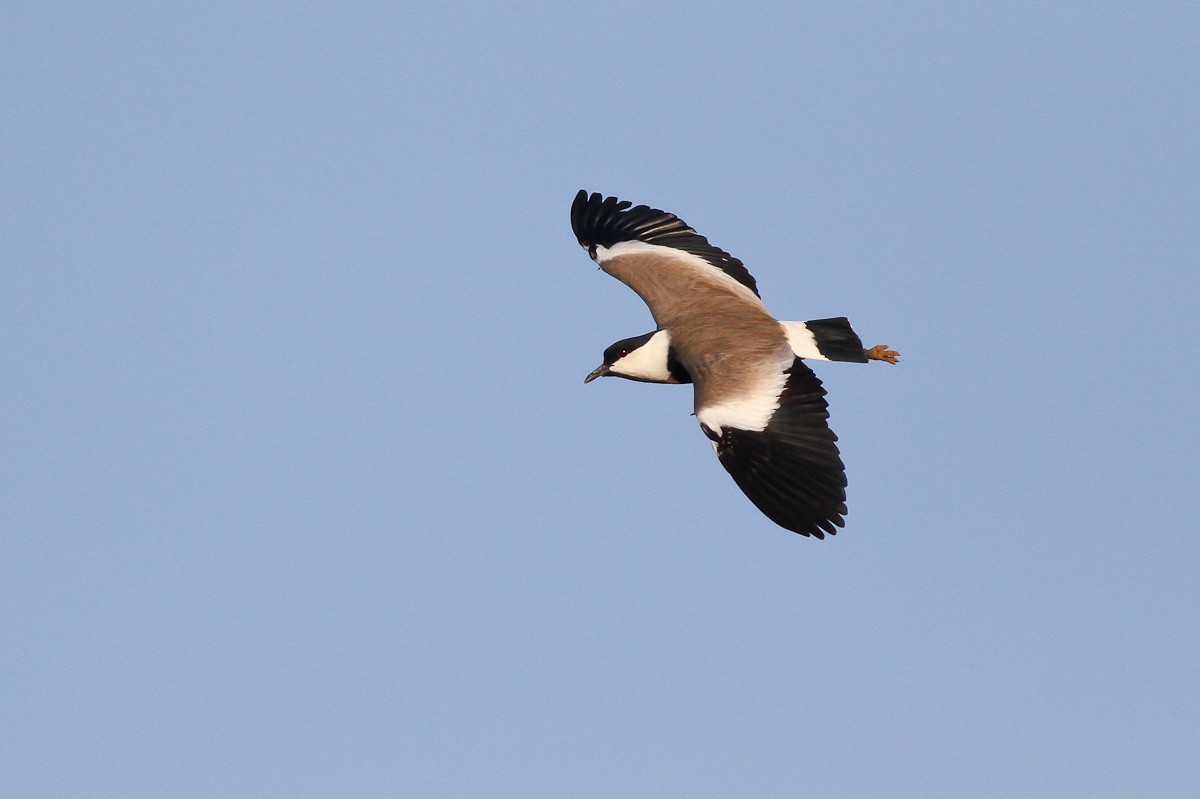 Spur-winged Lapwing - Michael O'Brien