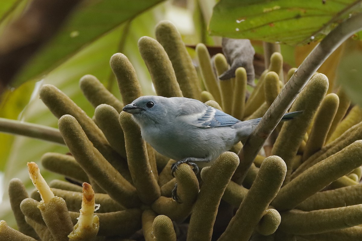 Blue-gray Tanager - ML220052871