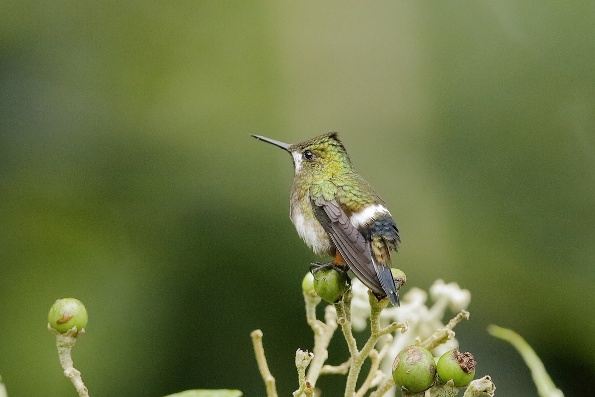 Wire-crested Thorntail - ML220052931