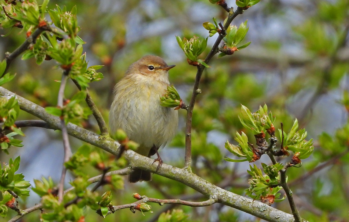 Common Chiffchaff - Paul Lewis