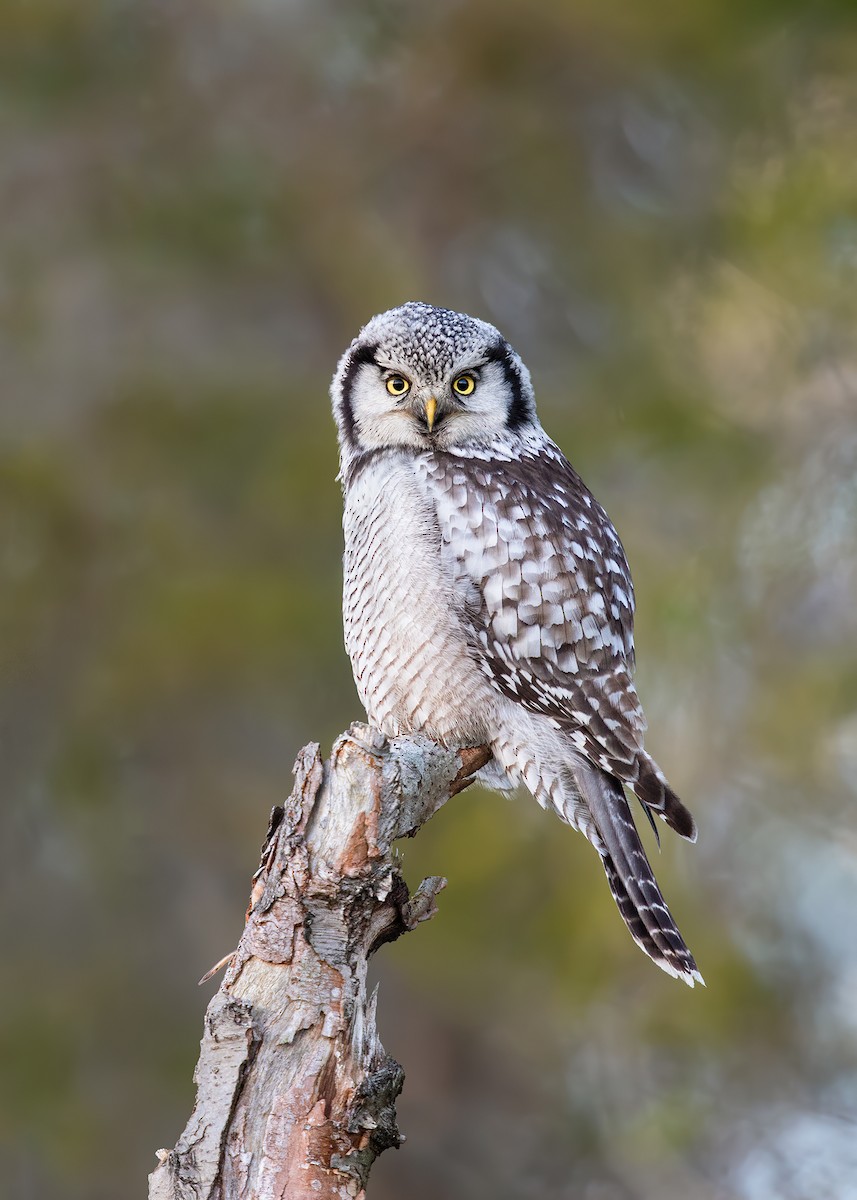 Northern Hawk Owl - ML220057701