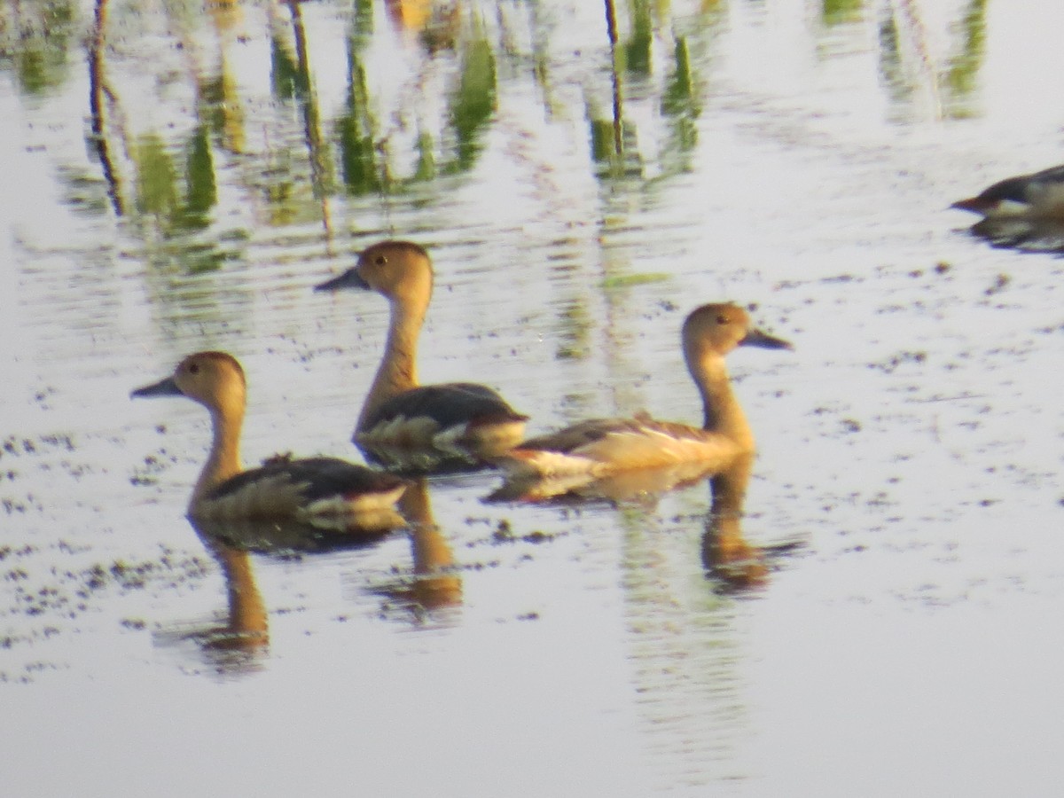 Lesser Whistling-Duck - Syed Muzamil