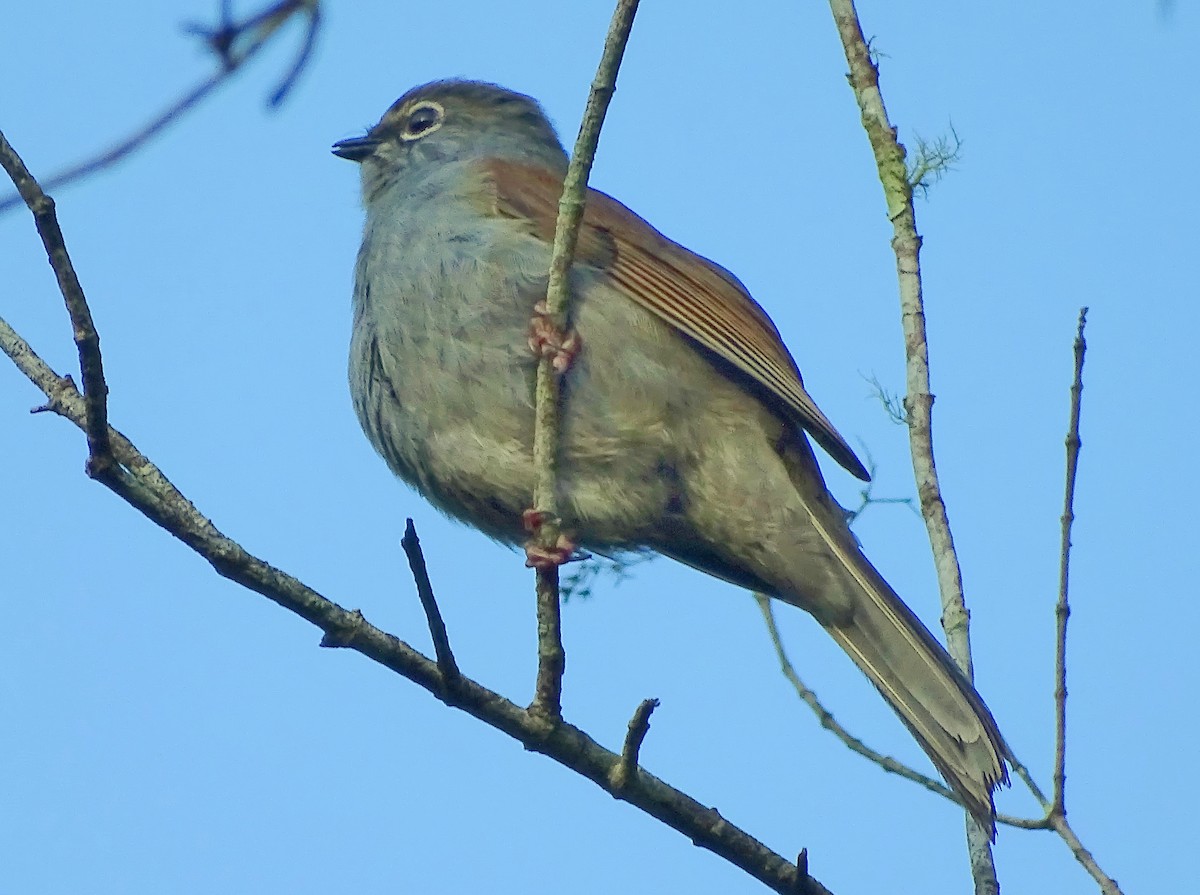 Brown-backed Solitaire - ML22006321