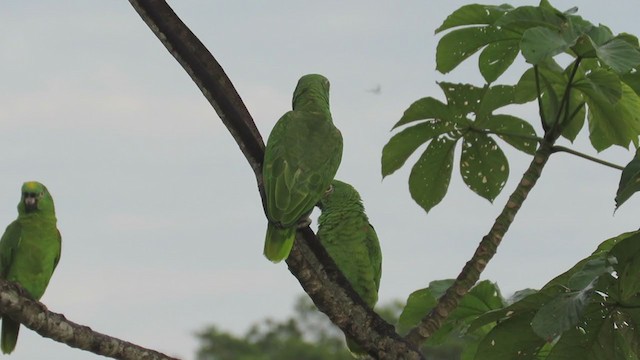Yellow-crowned Parrot - ML220066011