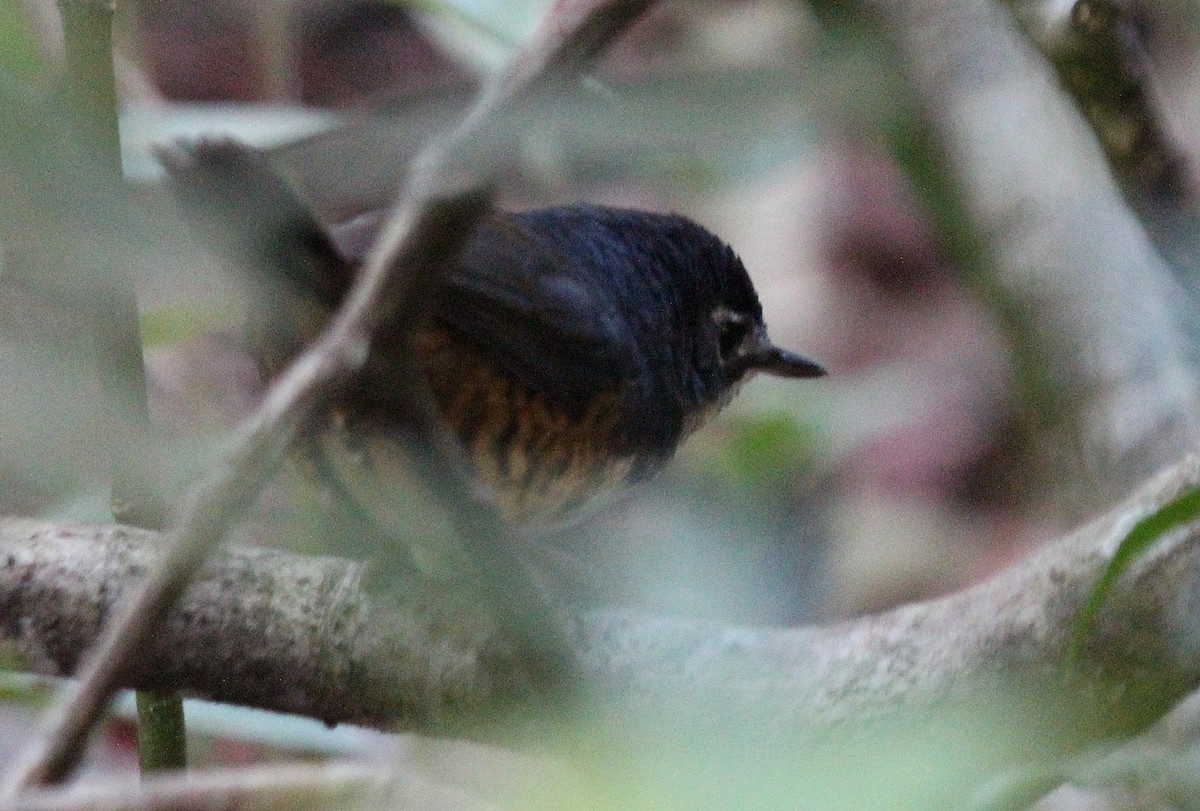 White-breasted Tapaculo - ML22007311