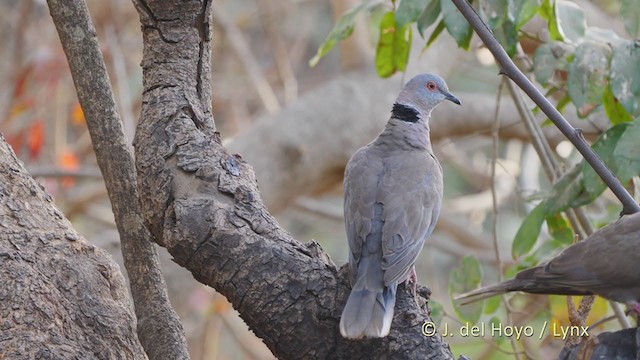 Mourning Collared-Dove - ML220075671