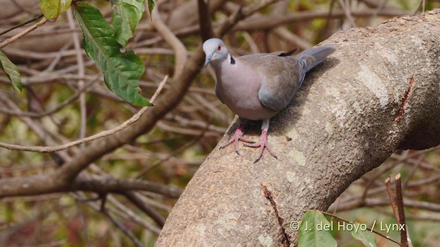 Mourning Collared-Dove - ML220075891