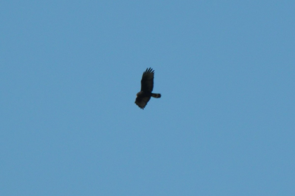 Zone-tailed Hawk - ML220076061