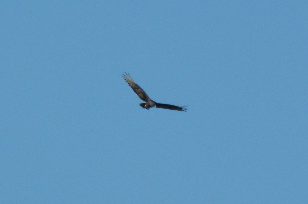 Zone-tailed Hawk - ML220076071