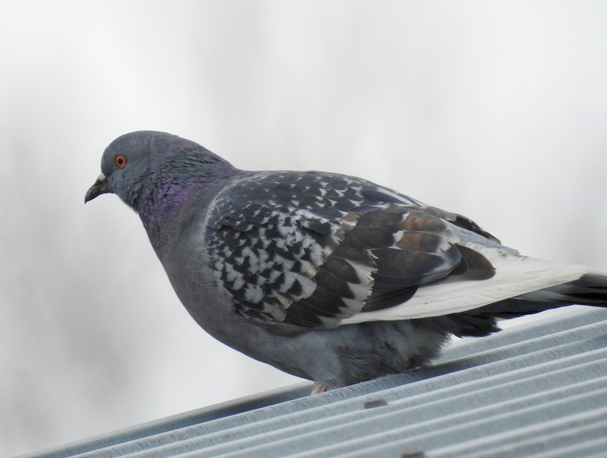 Rock Pigeon (Feral Pigeon) - ML220082051