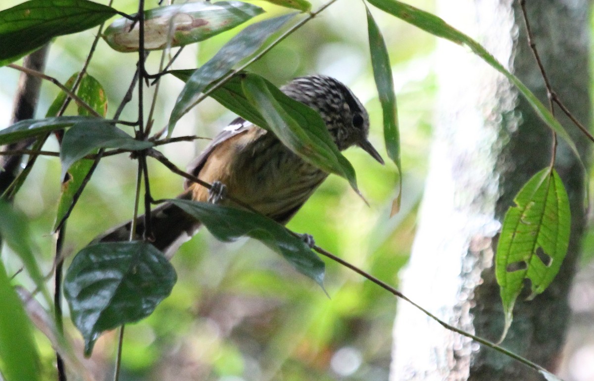 Dusky-tailed Antbird - Alexander Lees