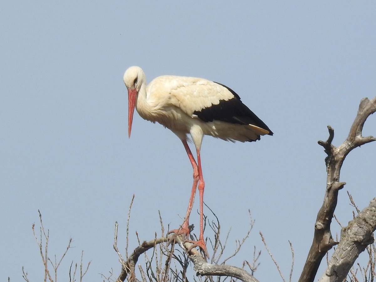 White Stork - ML220083521