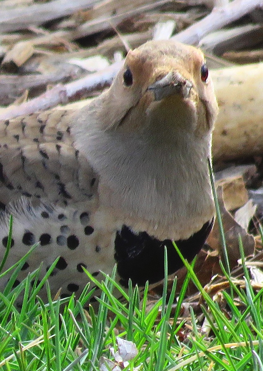 Northern Flicker (Red-shafted) - ML220087691
