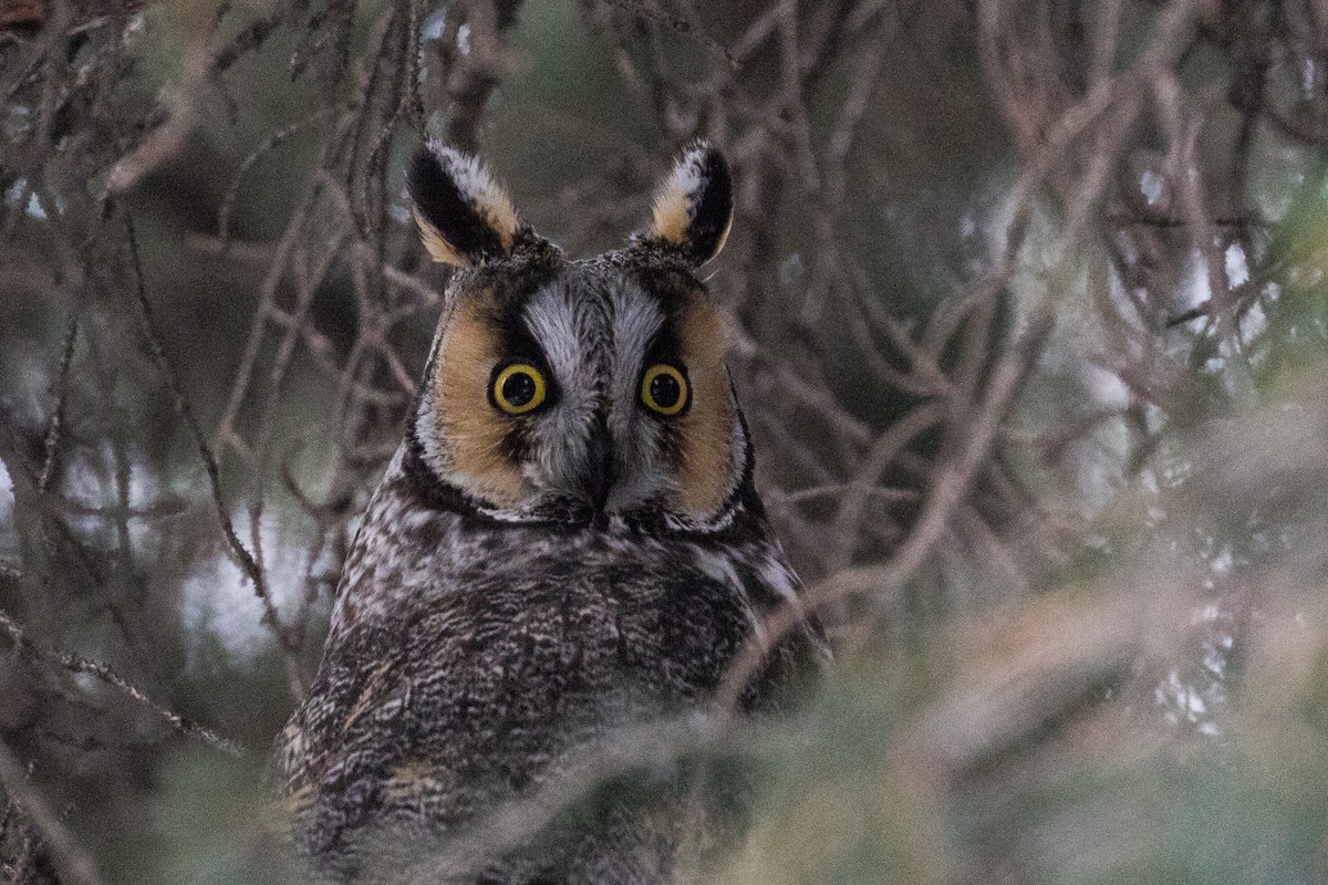 Long-eared Owl - Ethan Denton