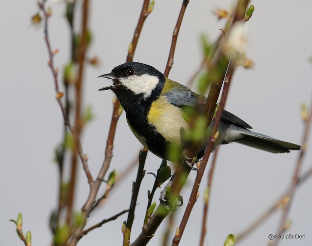 Adult lateral view (subspecies <em class="SciName notranslate">aphrodite</em>). - Great Tit (Great) - 