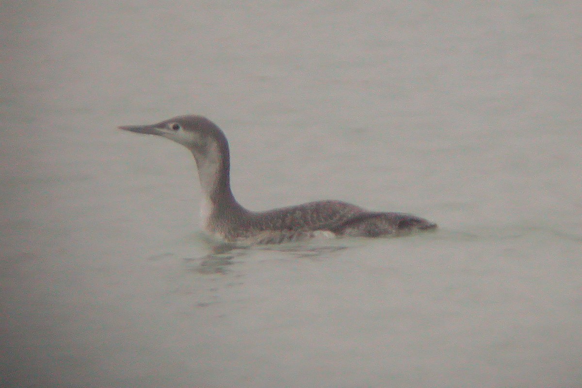 Red-throated Loon - Miguel Rouco