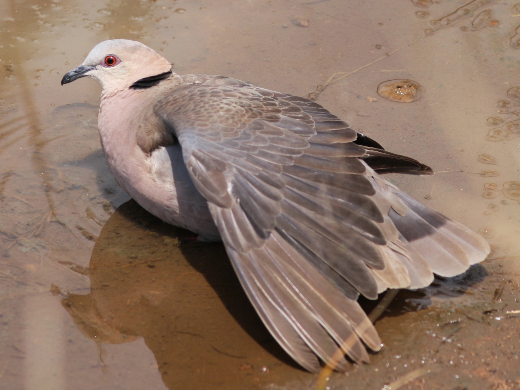 Red-eyed Dove - Daniel Jauvin