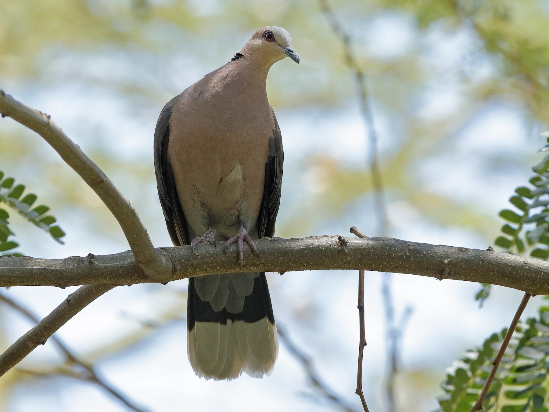 Red-eyed Dove - Holger Teichmann