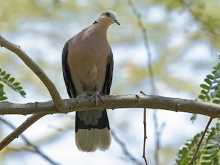  - Red-eyed Dove
