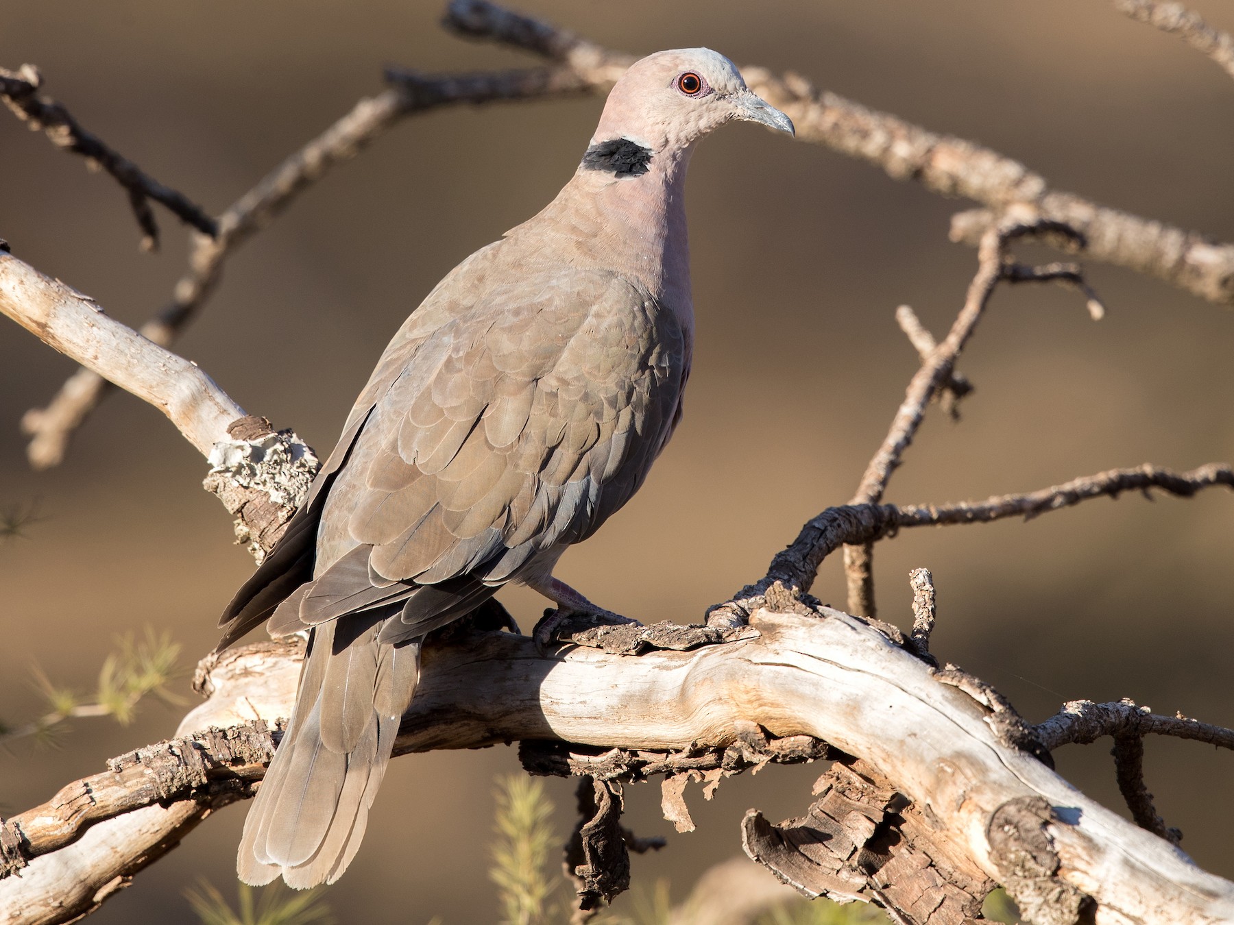 Red-eyed Dove - David Irving