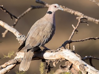  - Red-eyed Dove