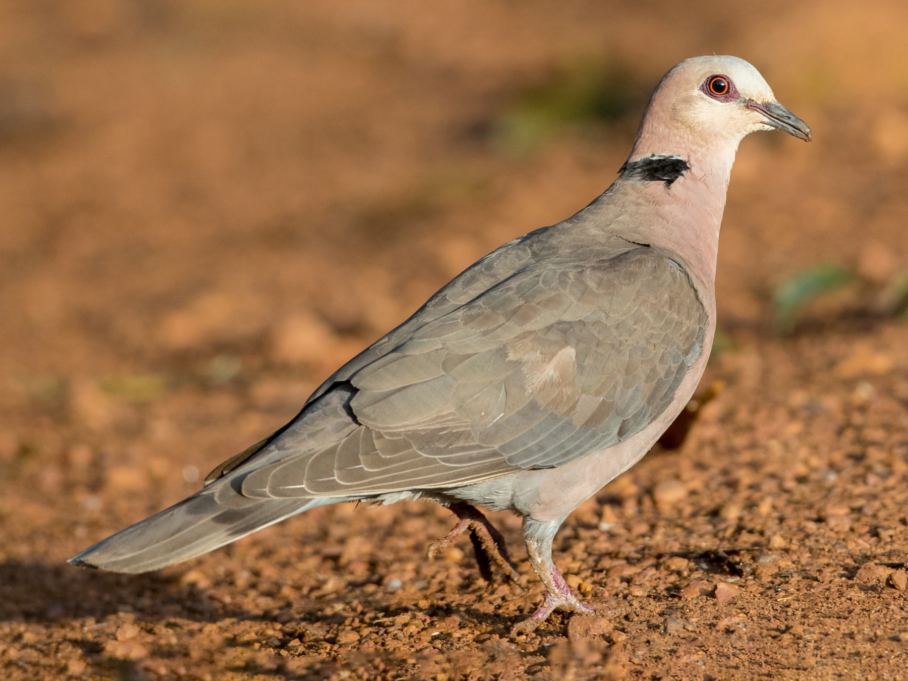 Red-eyed Dove - Ian Davies