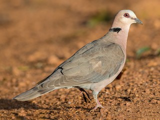  - Red-eyed Dove