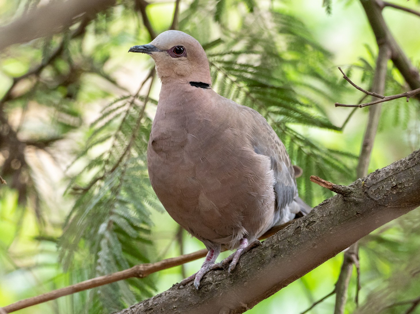 Red-eyed Dove - Forest Botial-Jarvis