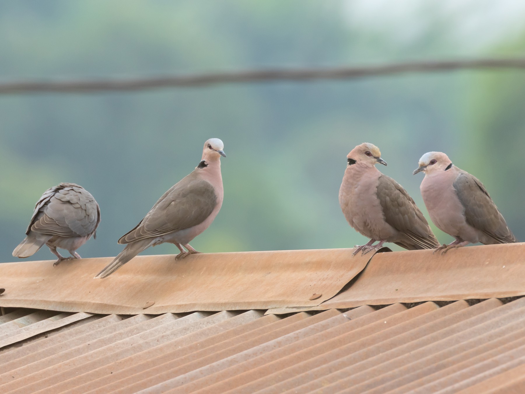 Red-eyed Dove - Christopher Sloan