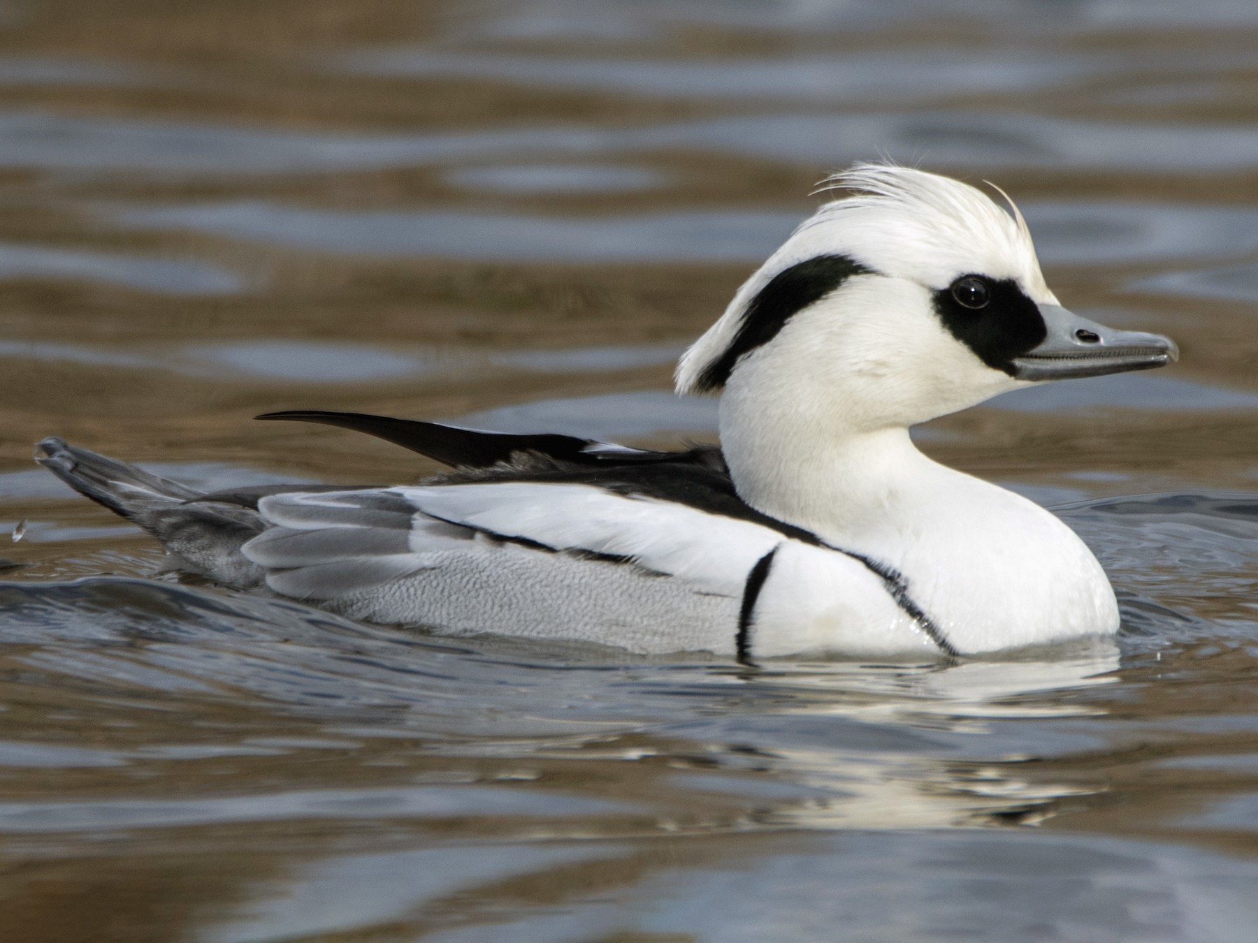 Smew - Anonymous