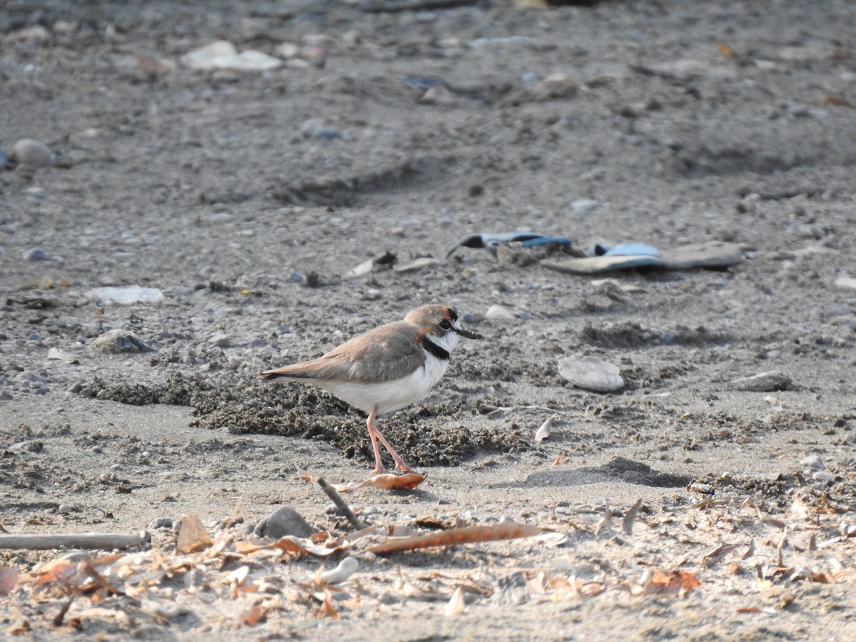 Collared Plover - ML220107621