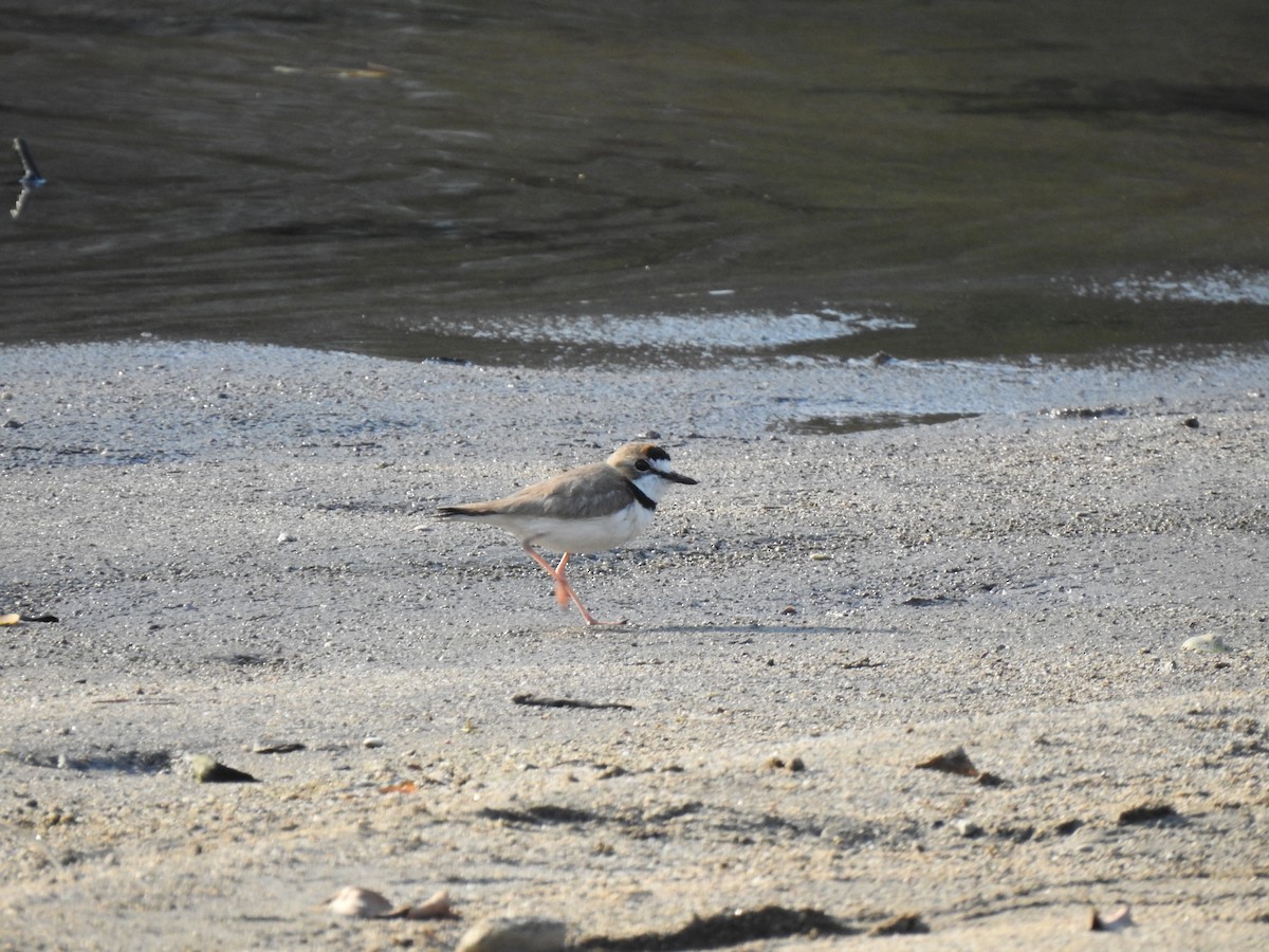Collared Plover - ML220107861