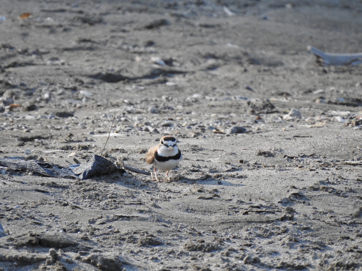 Collared Plover - ML220107871