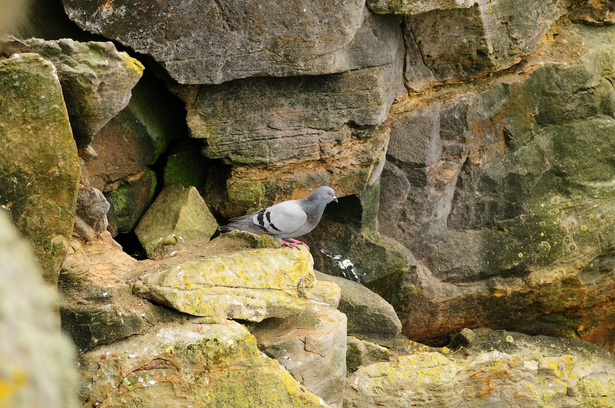 Rock Pigeon - ML220109721