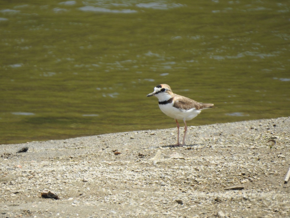 Collared Plover - ML220112991