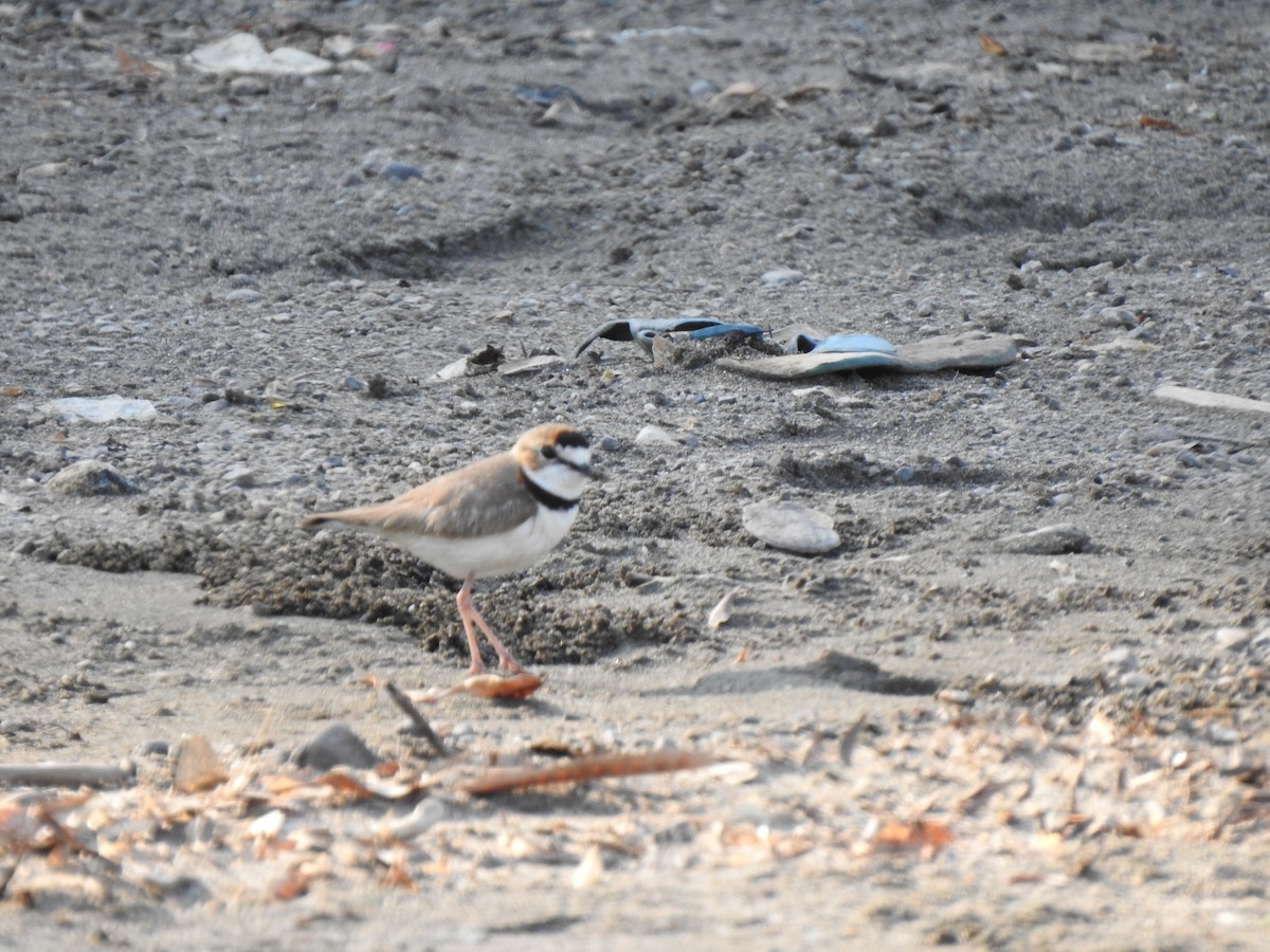 Collared Plover - ML220113221