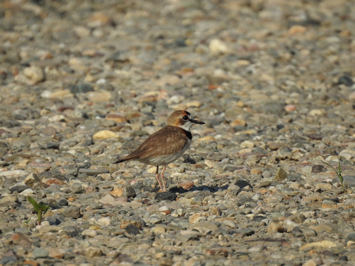 Collared Plover - ML220113731