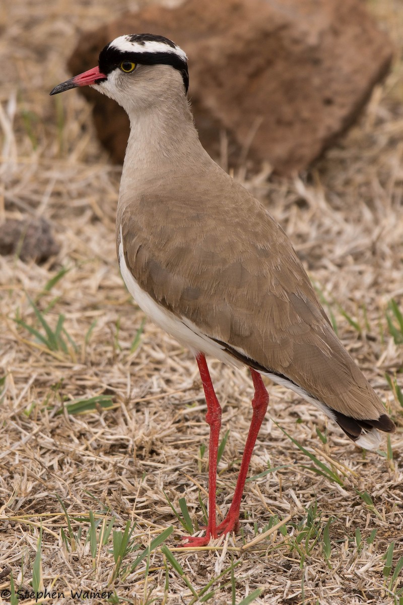 Crowned Lapwing - Stephen Wainer