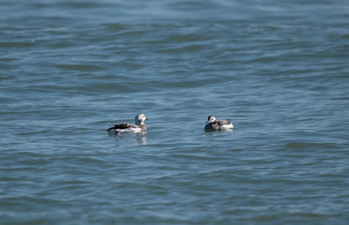 Long-tailed Duck - Lincoln Martin
