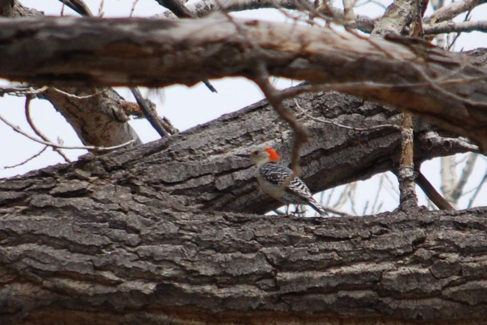 Red-bellied Woodpecker - ML220115371
