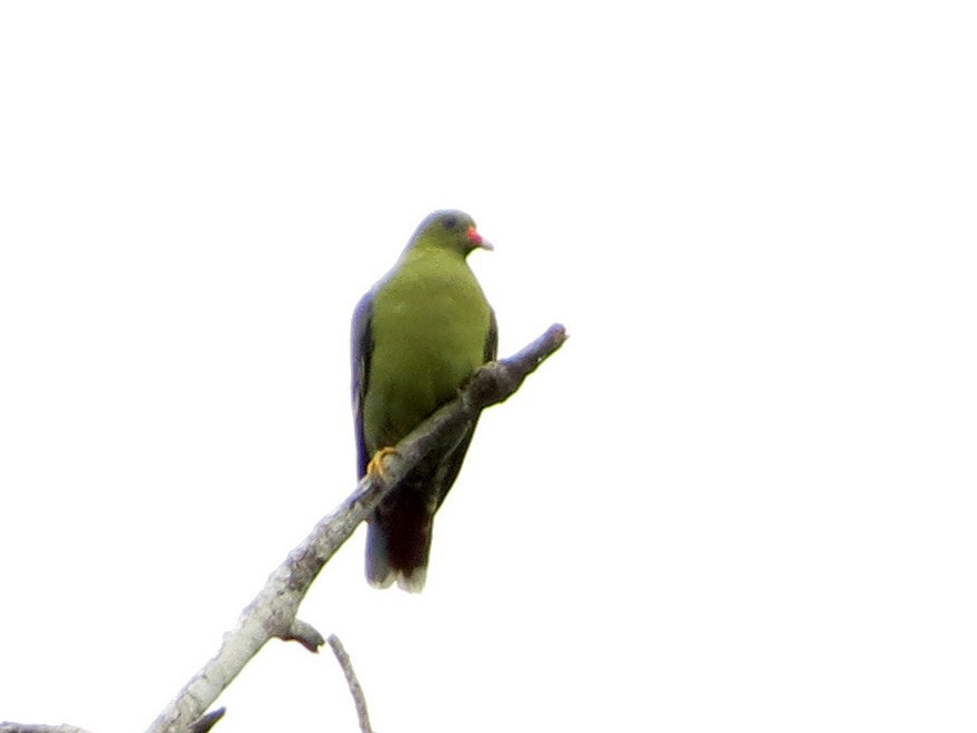 African Green-Pigeon - Allen Lewis
