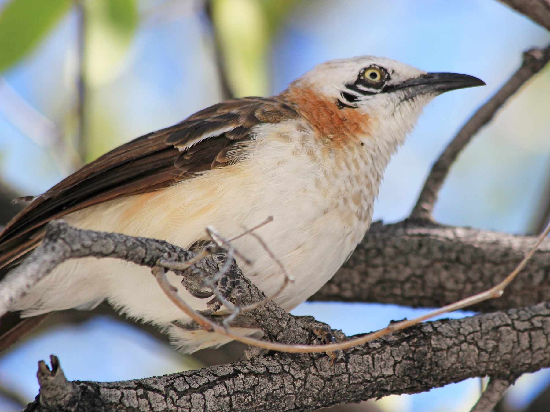 Bare-cheeked Babbler - Anonymous
