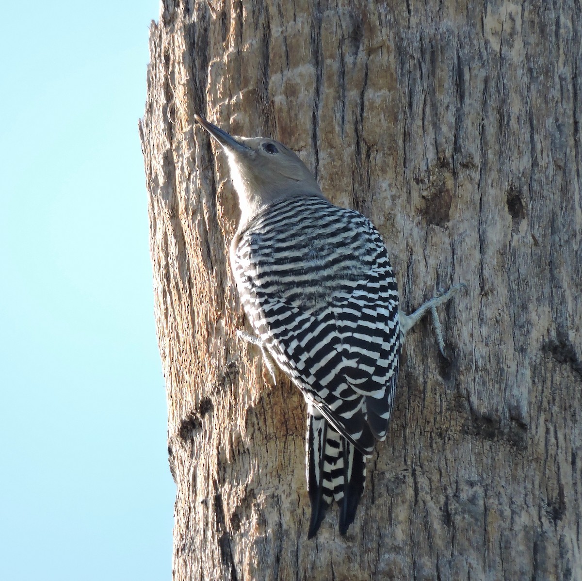 Gila Woodpecker - ML220124731