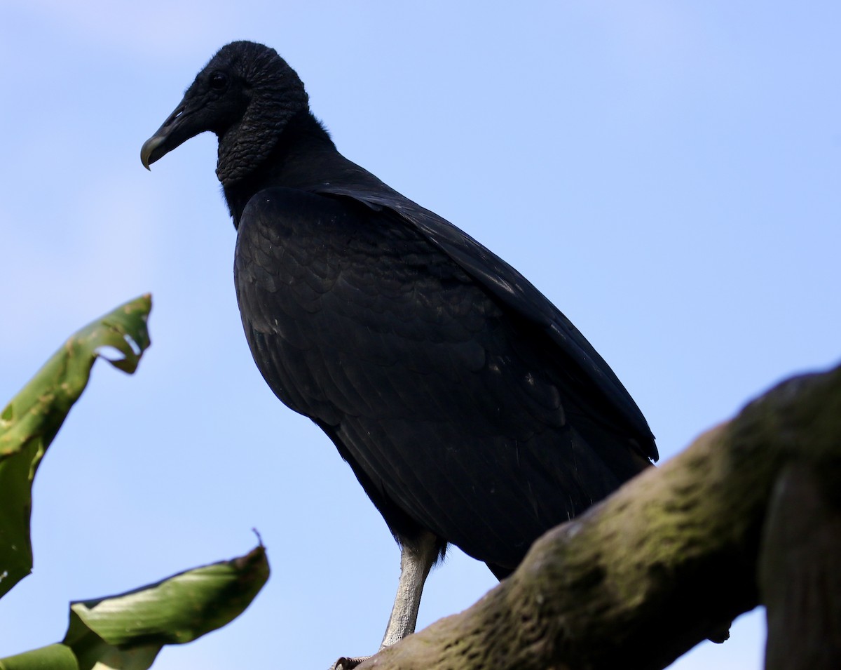 Black Vulture - Mickey Dyke