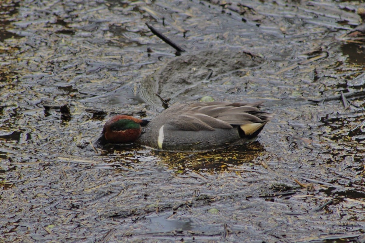Green-winged Teal - ML220128641