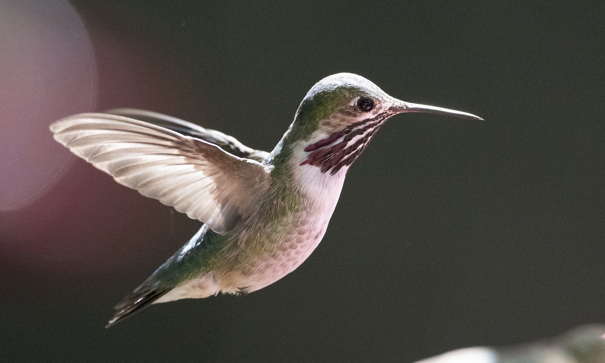 Calliope Hummingbird - ML220136131