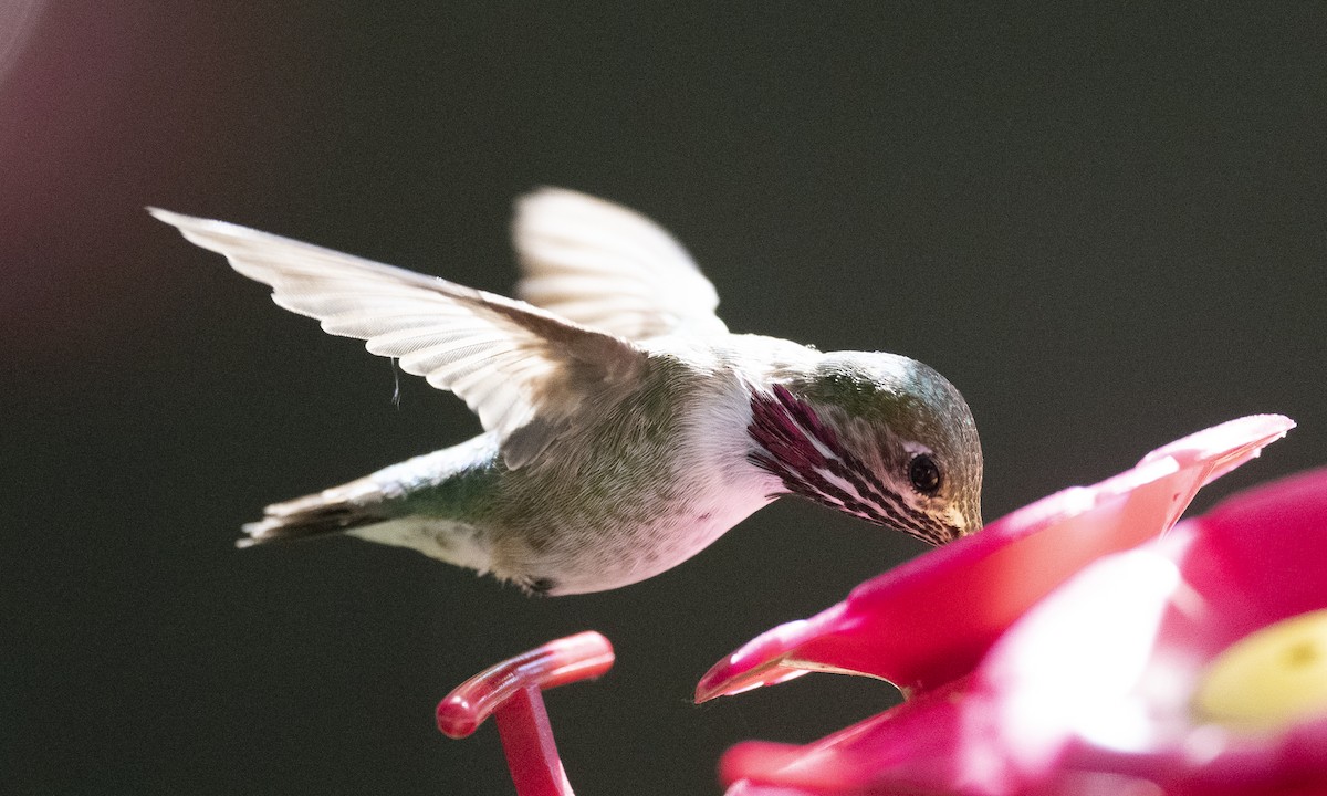 Calliope Hummingbird - ML220136171