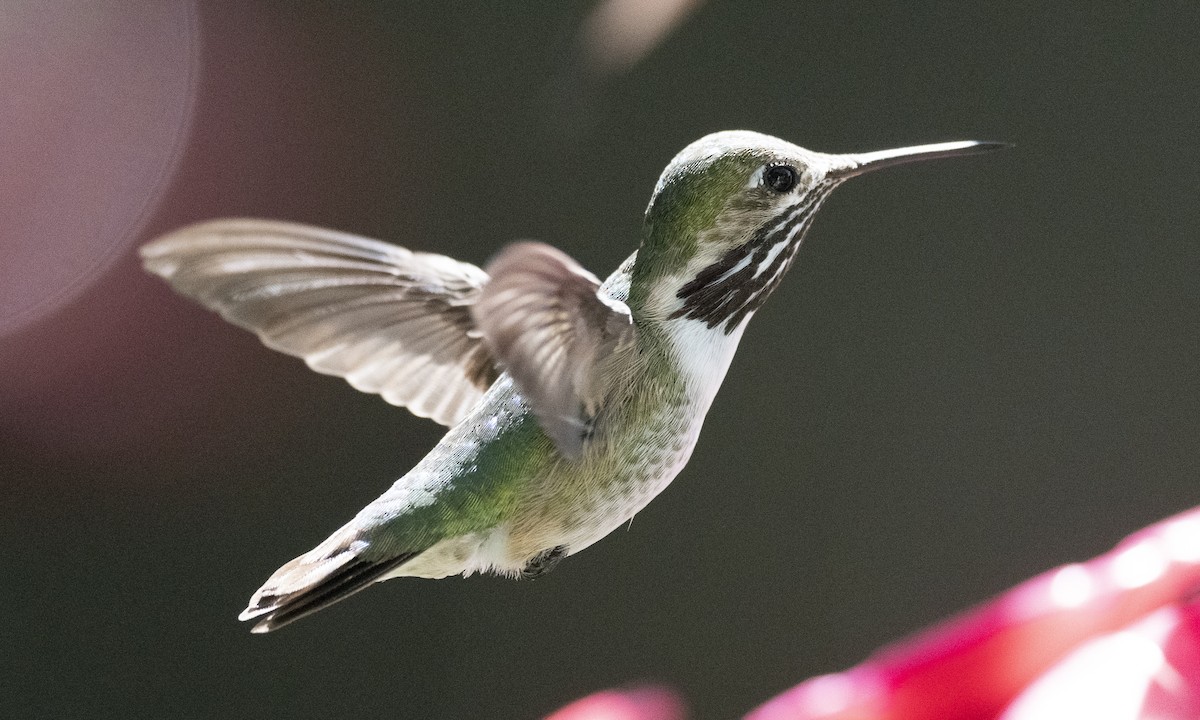 Calliope Hummingbird - ML220136241